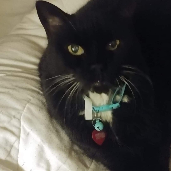 Meet your Posher, Amanda - Picture 2 of 2